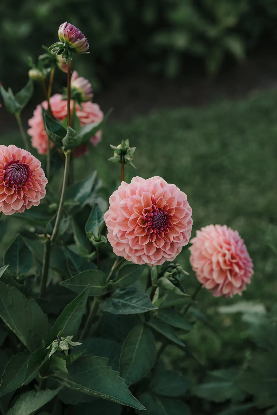 Mountain River Flower Patch