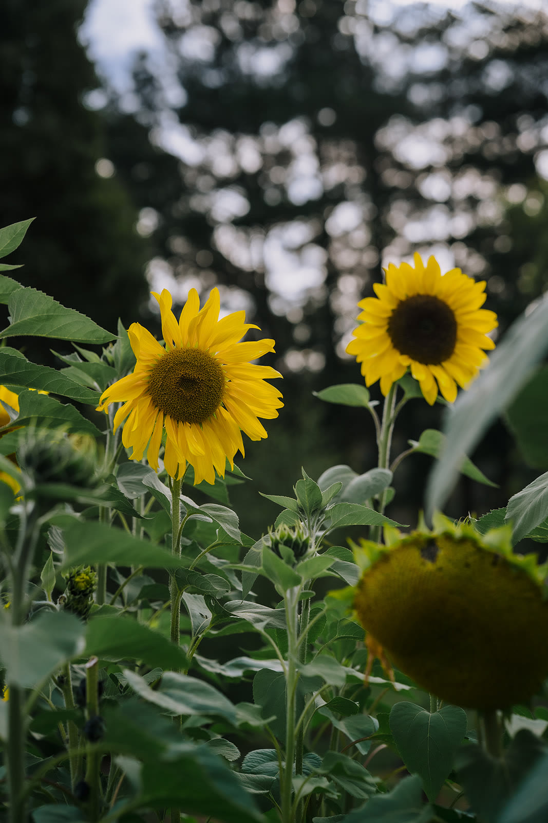 Photo by Jacinda Hochman Co