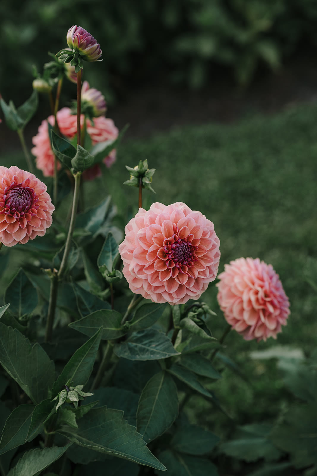 Photo by Jacinda Hochman Co