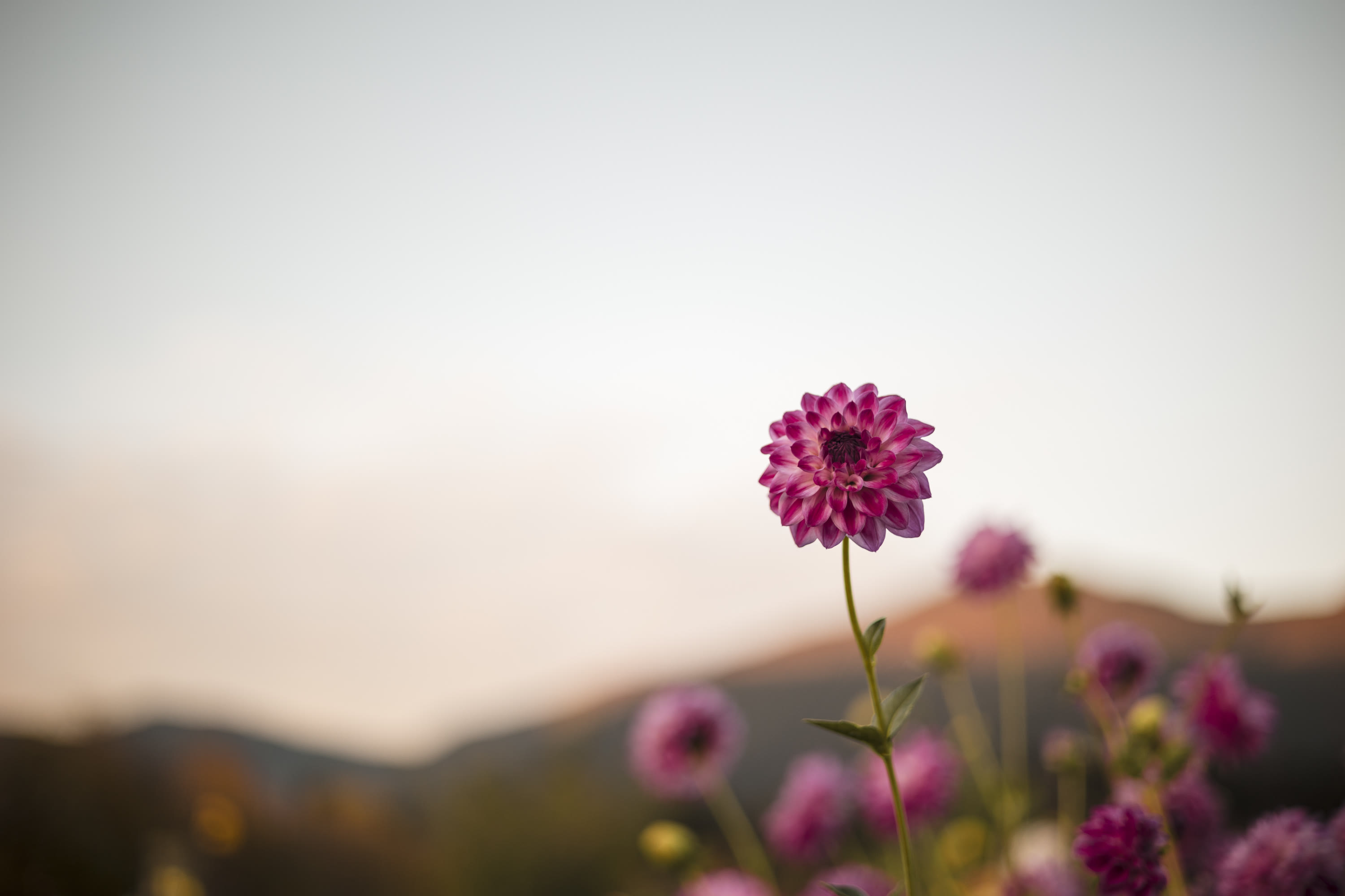 Photo by Mark Allan Photography